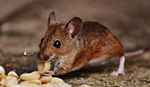 24 Hour & Emergency Exterminators in North Reading, MA